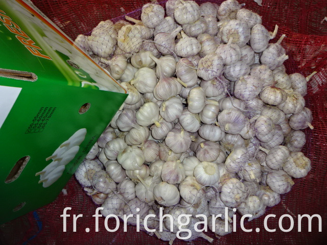 Export Standard Garlic